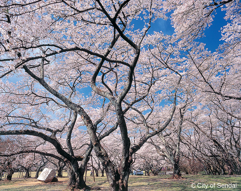 桜の写真