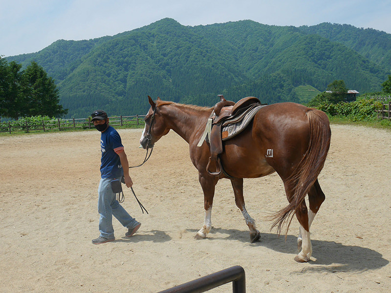 馬　トレーナー