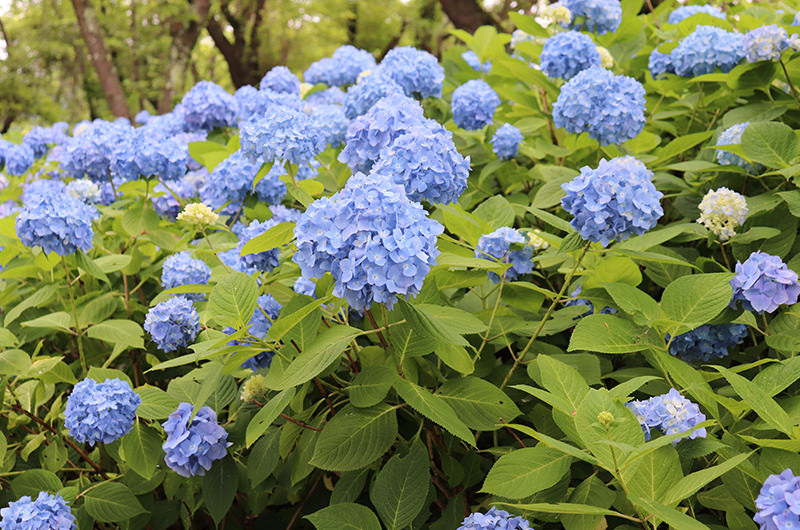 八木崎公園　アジサイ