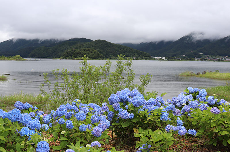 八木崎公園　アジサイ