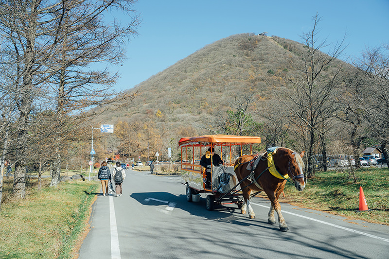 観光用の馬車
