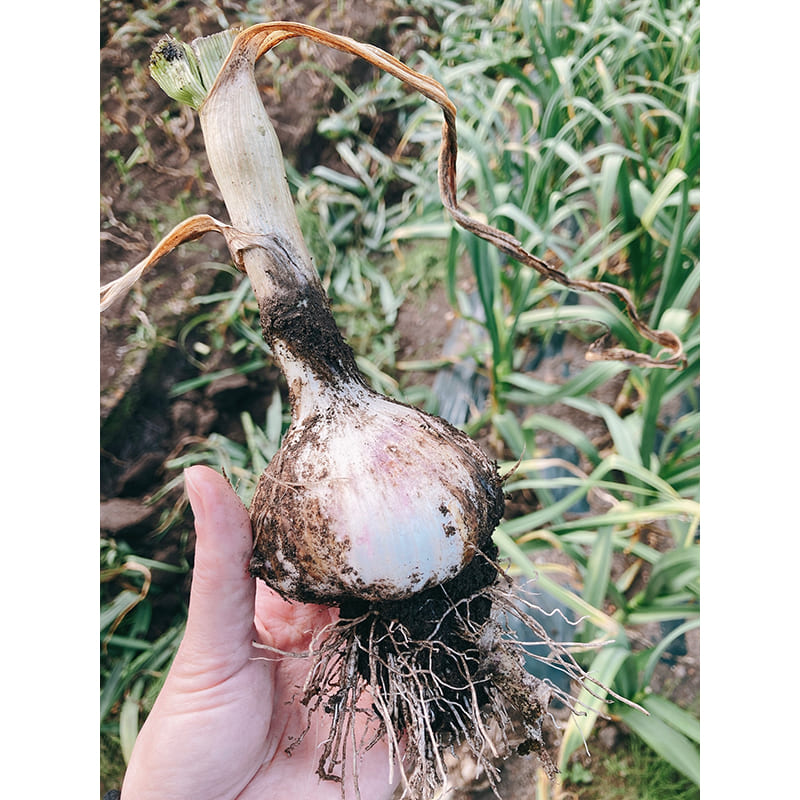 田子町　にんにく畑