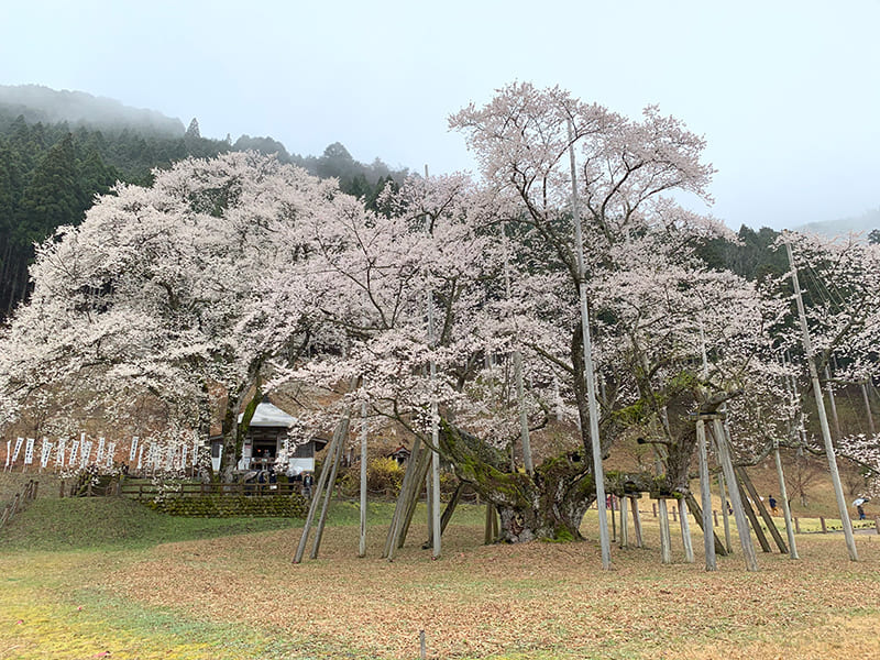 根尾谷淡墨桜