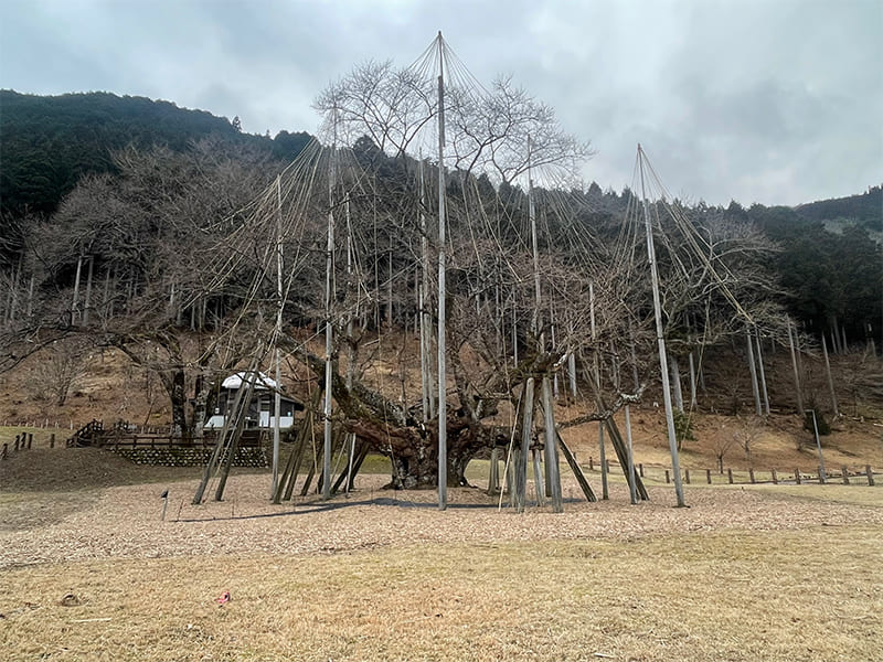 根尾谷淡墨桜