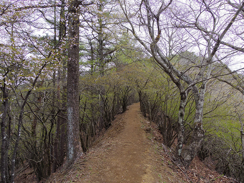 三つ峠登山道