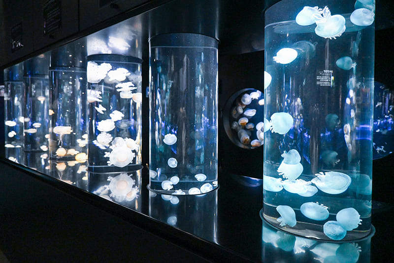 クラネタリウムの美しいクラゲの展示に癒やされる。