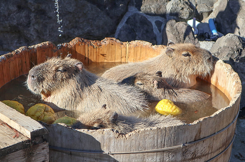 カピバラ虹の広場　鬼ゆずの湯に入るカピバラ
