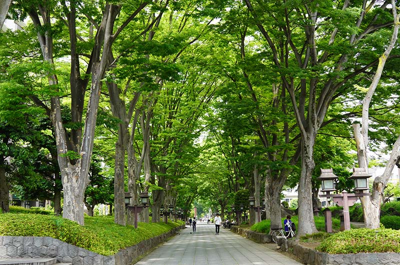 氷川参道