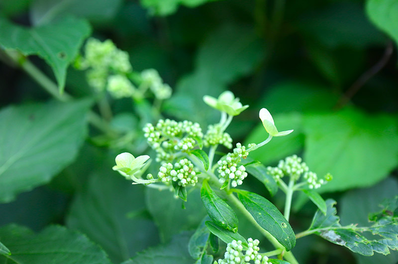 ノリウツギの花