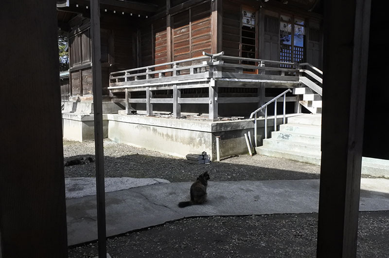 看板猫のねーちゃん