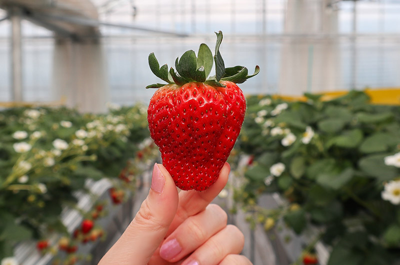 収穫したいちご