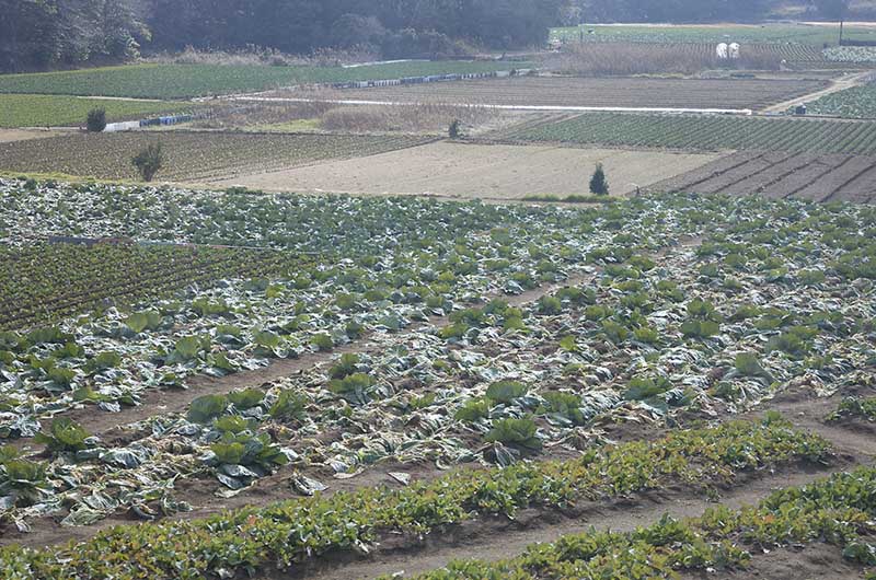 車窓からのキャベツ畑