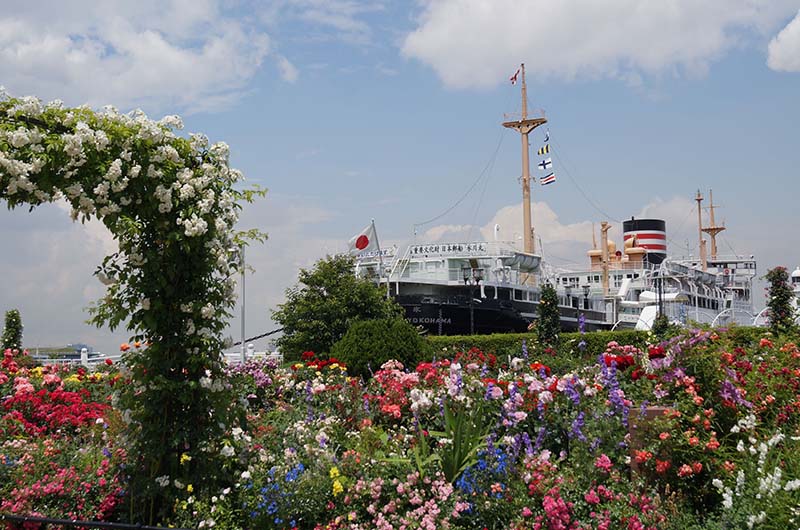  春バラの見ごろ（５月中旬～６月上旬）を迎えた「未来のバラ園」（写真提供：横浜市） 