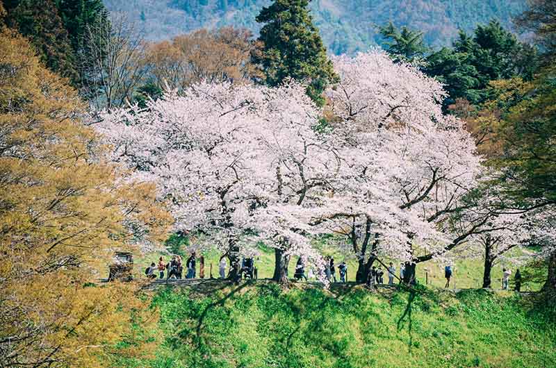 鶴ヶ城城址公園の桜