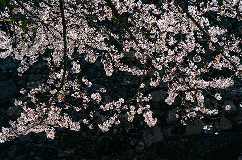 鶴ヶ城城址公園の桜