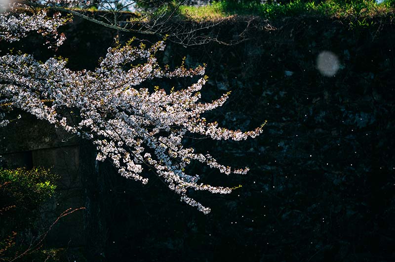 鶴ヶ城城址公園の桜
