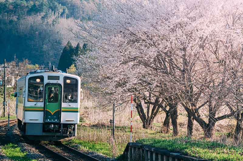 会津鉄道と桜