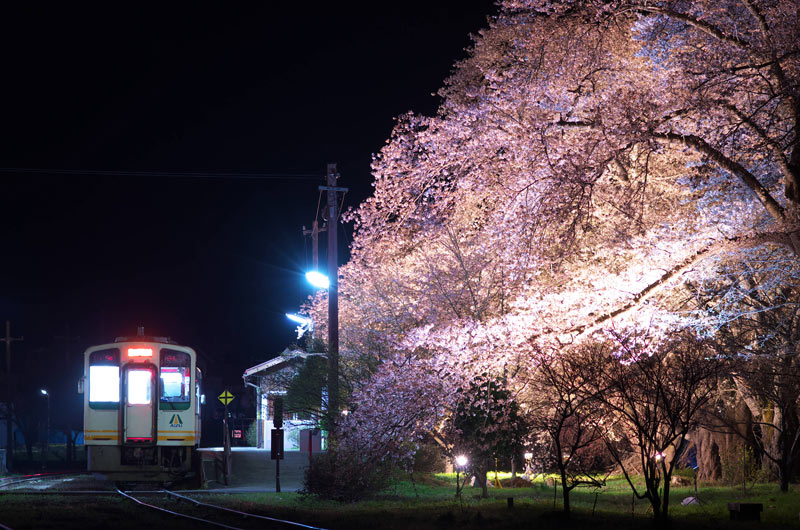 芦ノ牧温泉駅　桜のライトアップ（写真提供： 会津鉄道株式会社）
