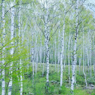 八千穂高原自然園　佐久穂町