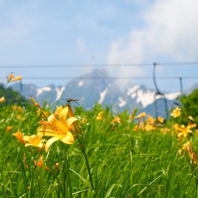 白馬五竜高山植物園　白馬村