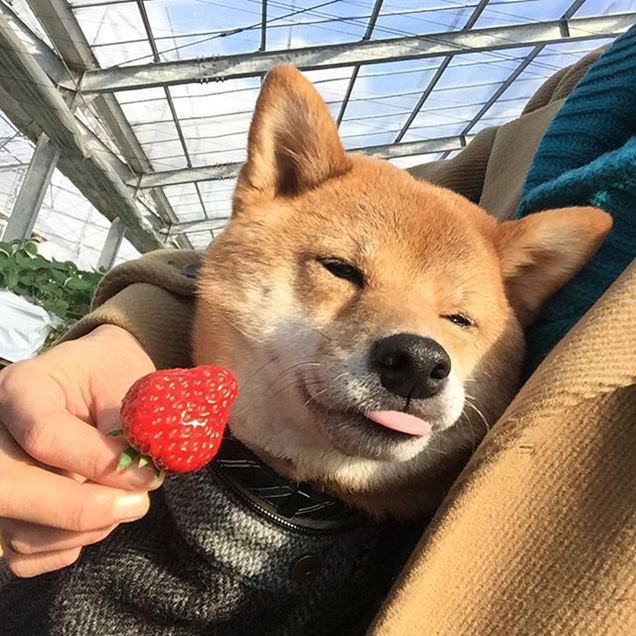 いちごと柴犬