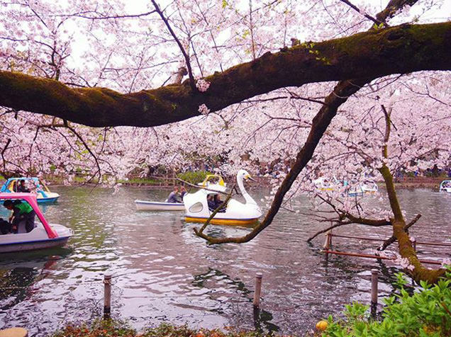 井の頭恩賜公園の桜