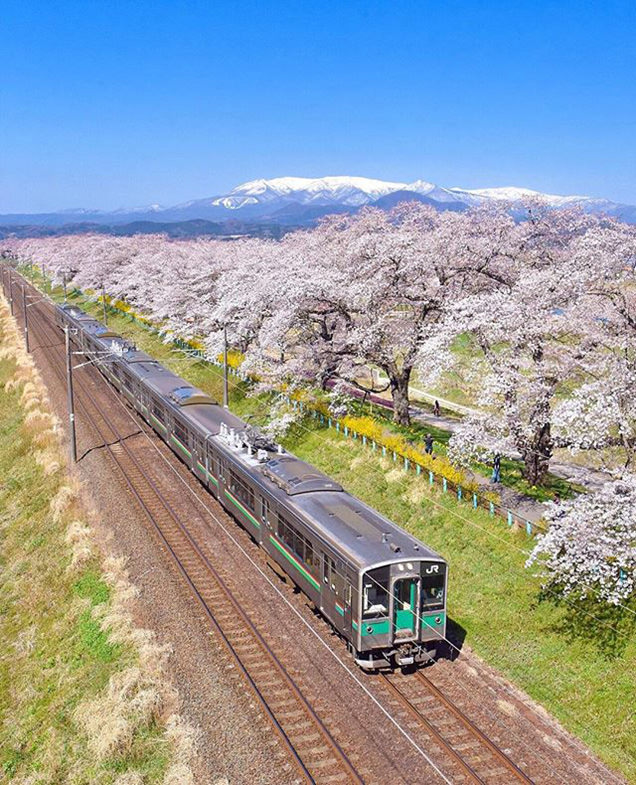 一目千本桜