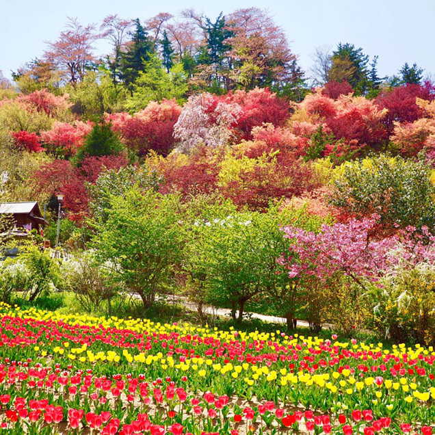 花見山公園