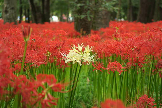 巾着田の曼珠沙華