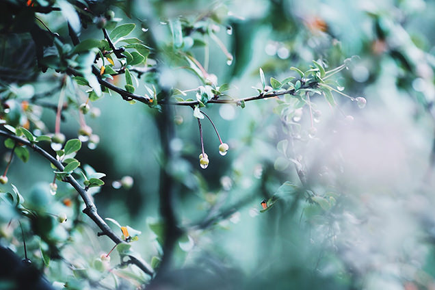 雨の降る小道で撮影した写真