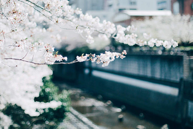 桜の花
