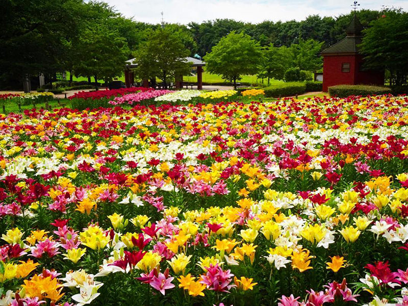 深谷グリーンパーク・パティオ　ユリの花畑