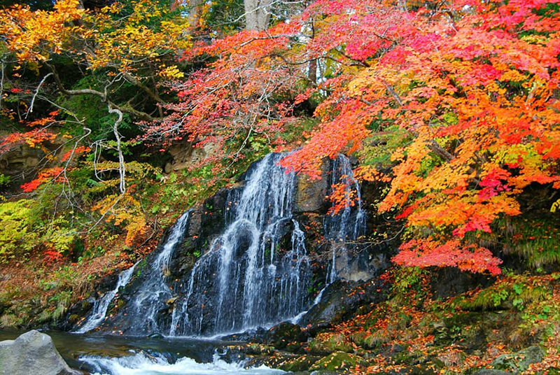 中野もみじ山