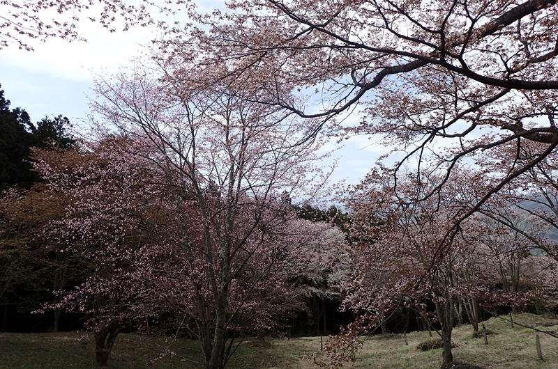 簑山のオオヤマザクラ