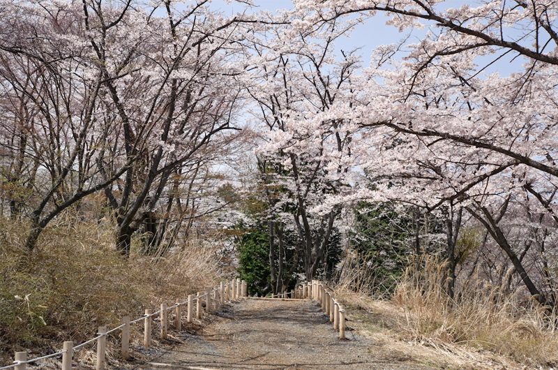 高尾山 桜のプロムナード