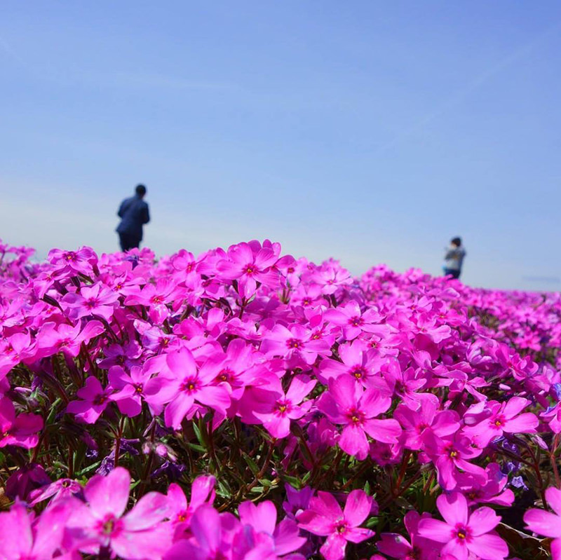 芝桜の花