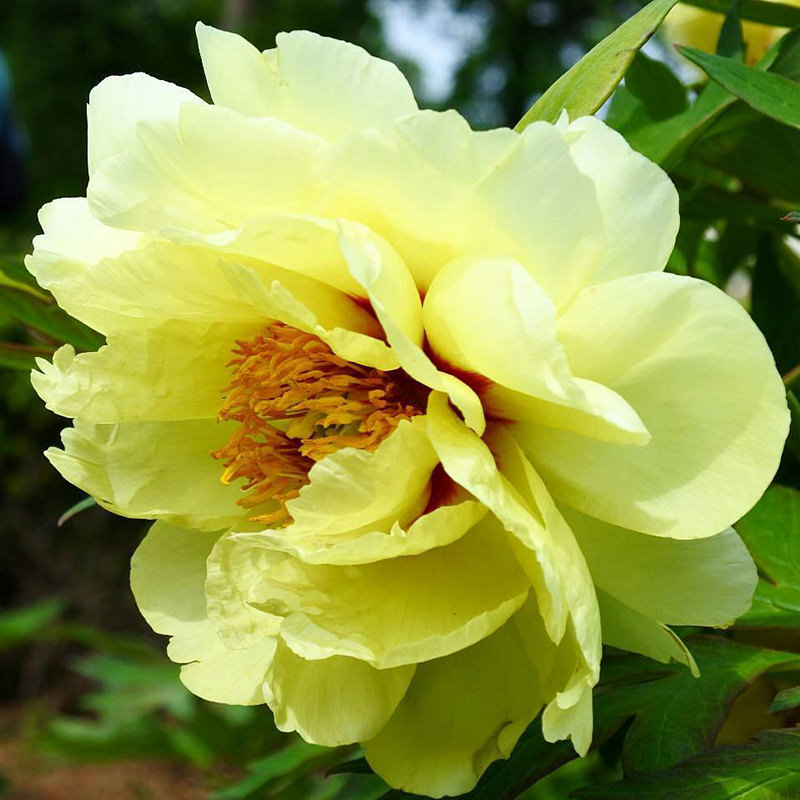 黄色いぼたんの花