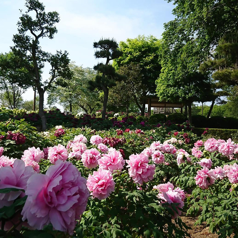 園内に咲き乱れるぼたんの花