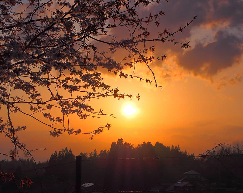 岩手の桜