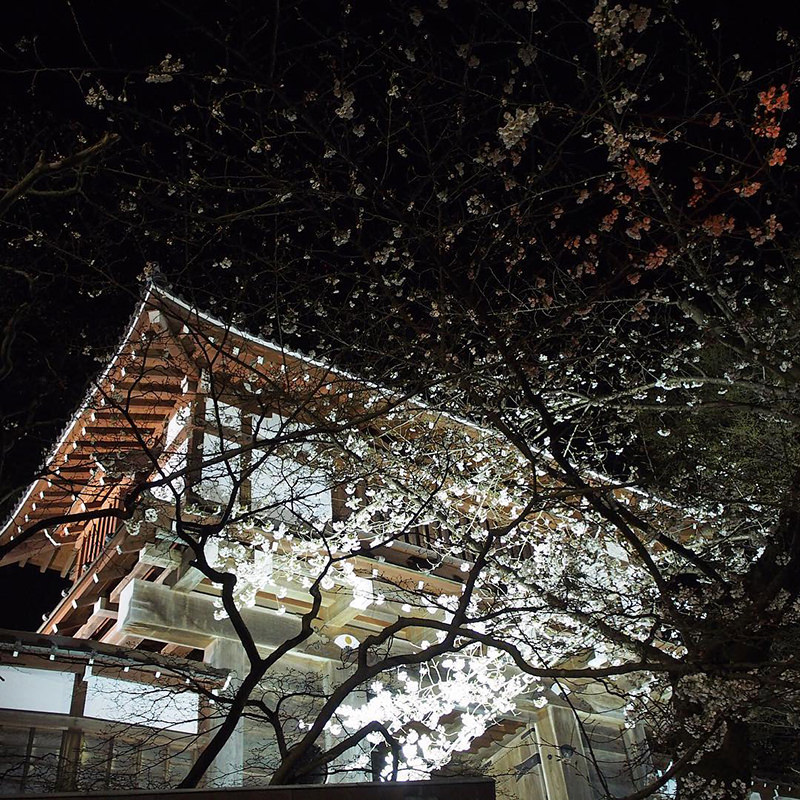 千秋公園の夜桜