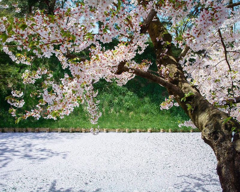 弘前城公園のお堀の桜