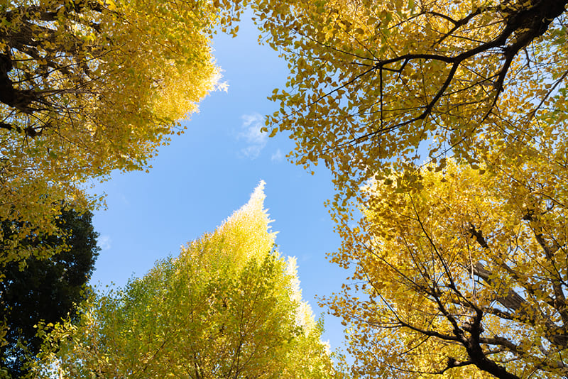 紅葉　大村 祐里子さん提供