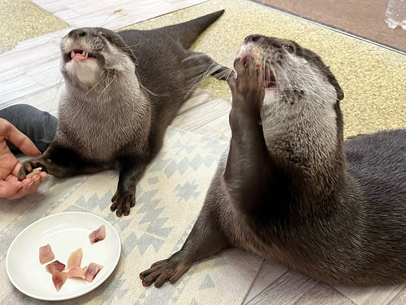 もふれる屋カラハリのコツメカワウソ（写真提供：もふれる屋カラハリ）。