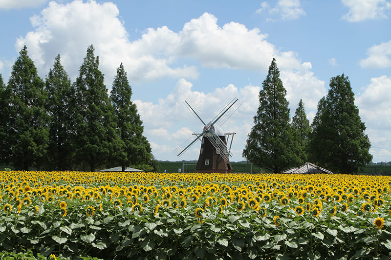 あけぼの山農業公園（写真提供：あけぼの山農業公園）。