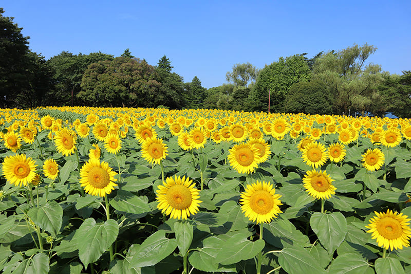 国営昭和記念公園のひまわり畑（写真提供：国営昭和記念公園）。