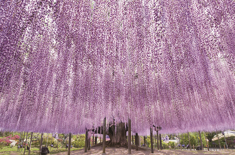 あしかがフラワーパークの大藤（写真提供：株式会社足利フラワーリゾート）。