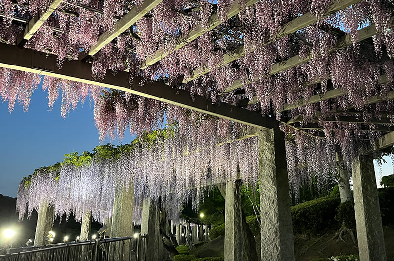 ふじの咲く丘・ふじふれあい館の藤棚のライトアップ（写真提供：藤岡市商業観光課）。