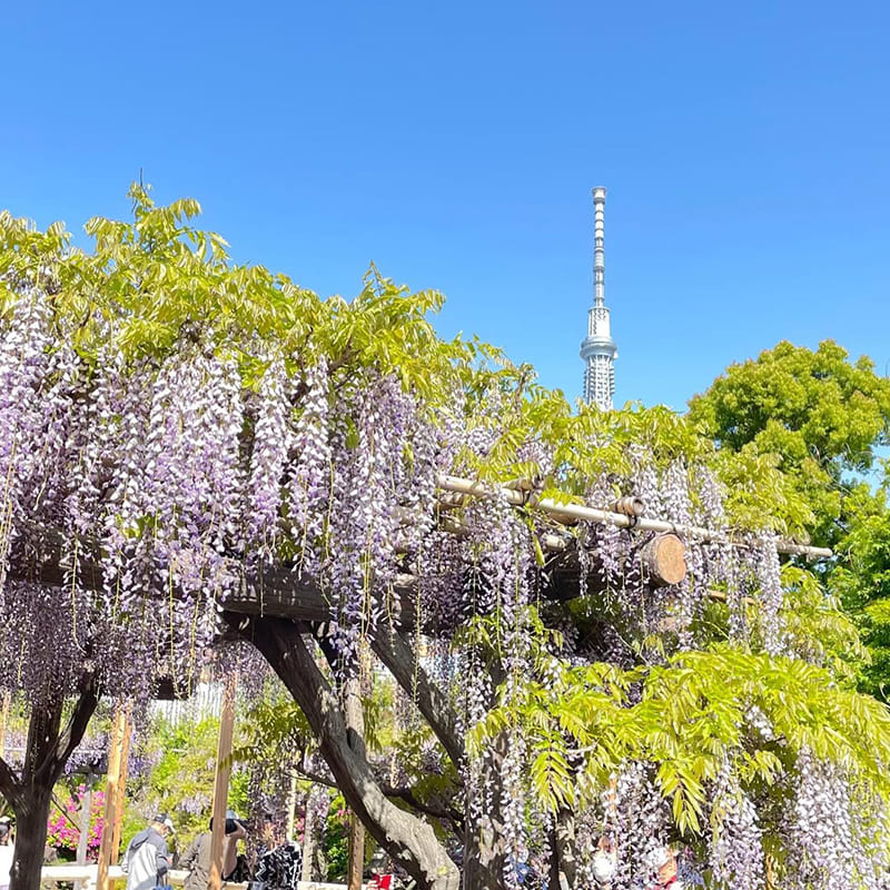 亀戸天神社の藤棚と東京スカイツリー（写真提供：亀戸天神社）。