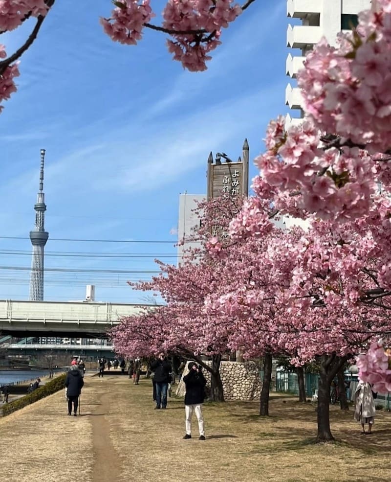 旧中川の河津桜（写真提供：江戸川区）。