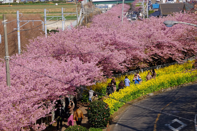三浦海岸の河津桜（写真提供：一般社団法人三浦市観光協会）。